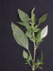 Amaranthus Retrofoexus Extract